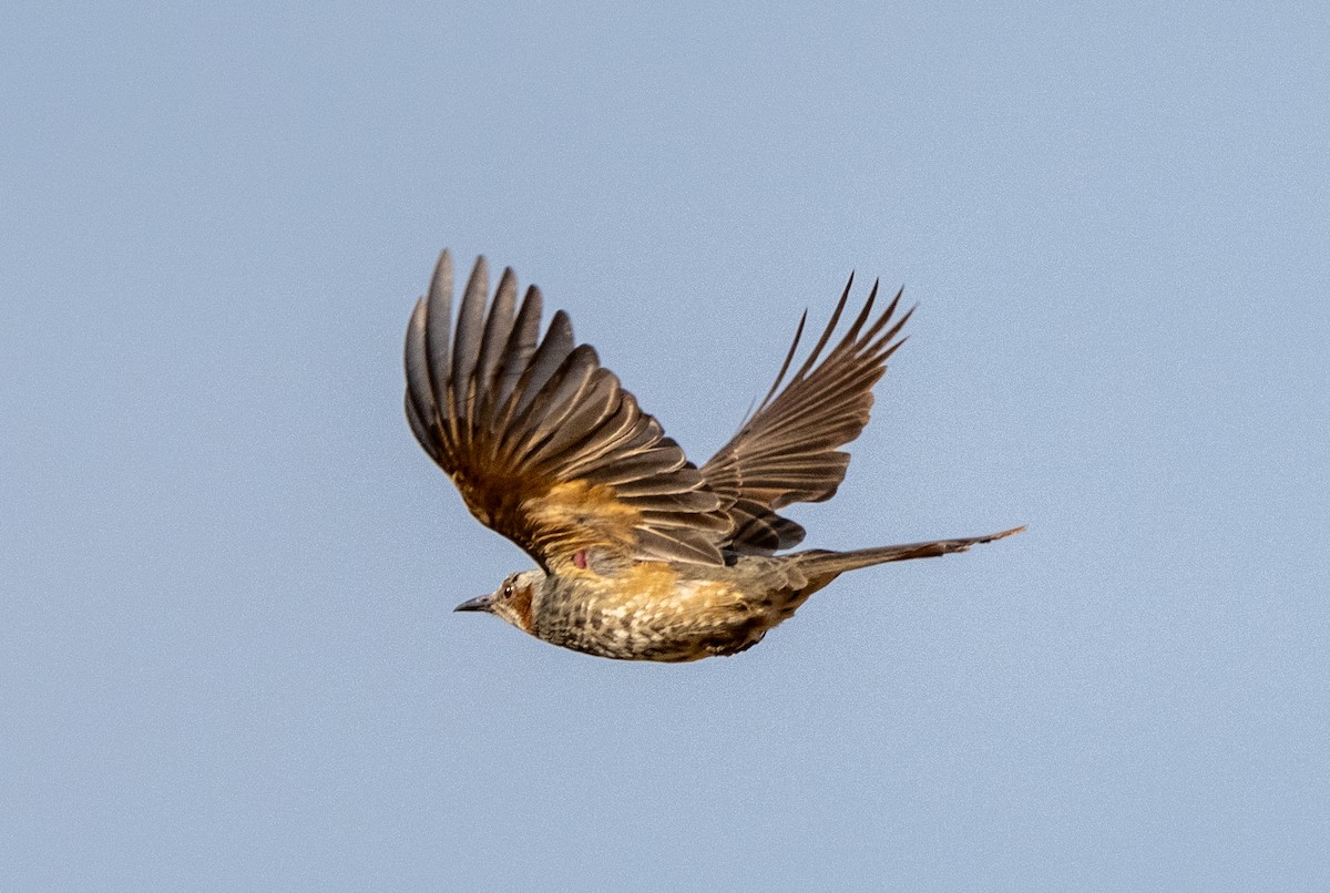 Оливник короткопалий - ML647406274