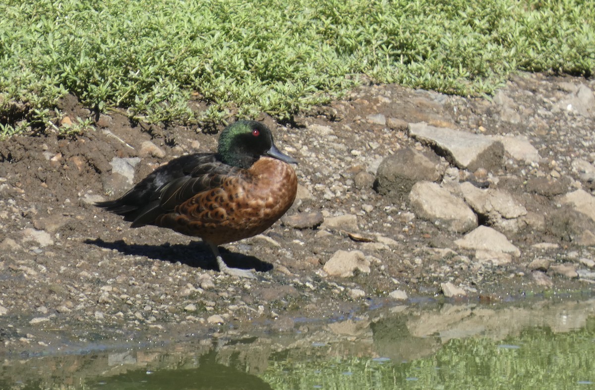 Chestnut Teal - ML647406278