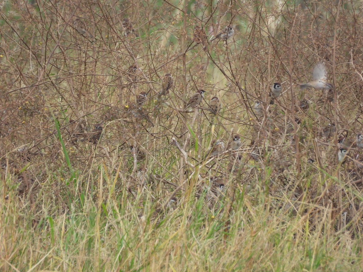 Gorrión Molinero - ML647406280