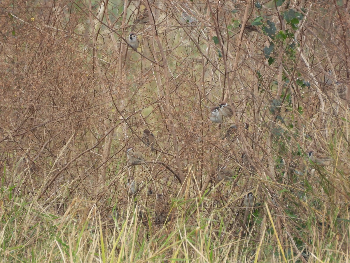 Gorrión Molinero - ML647406281