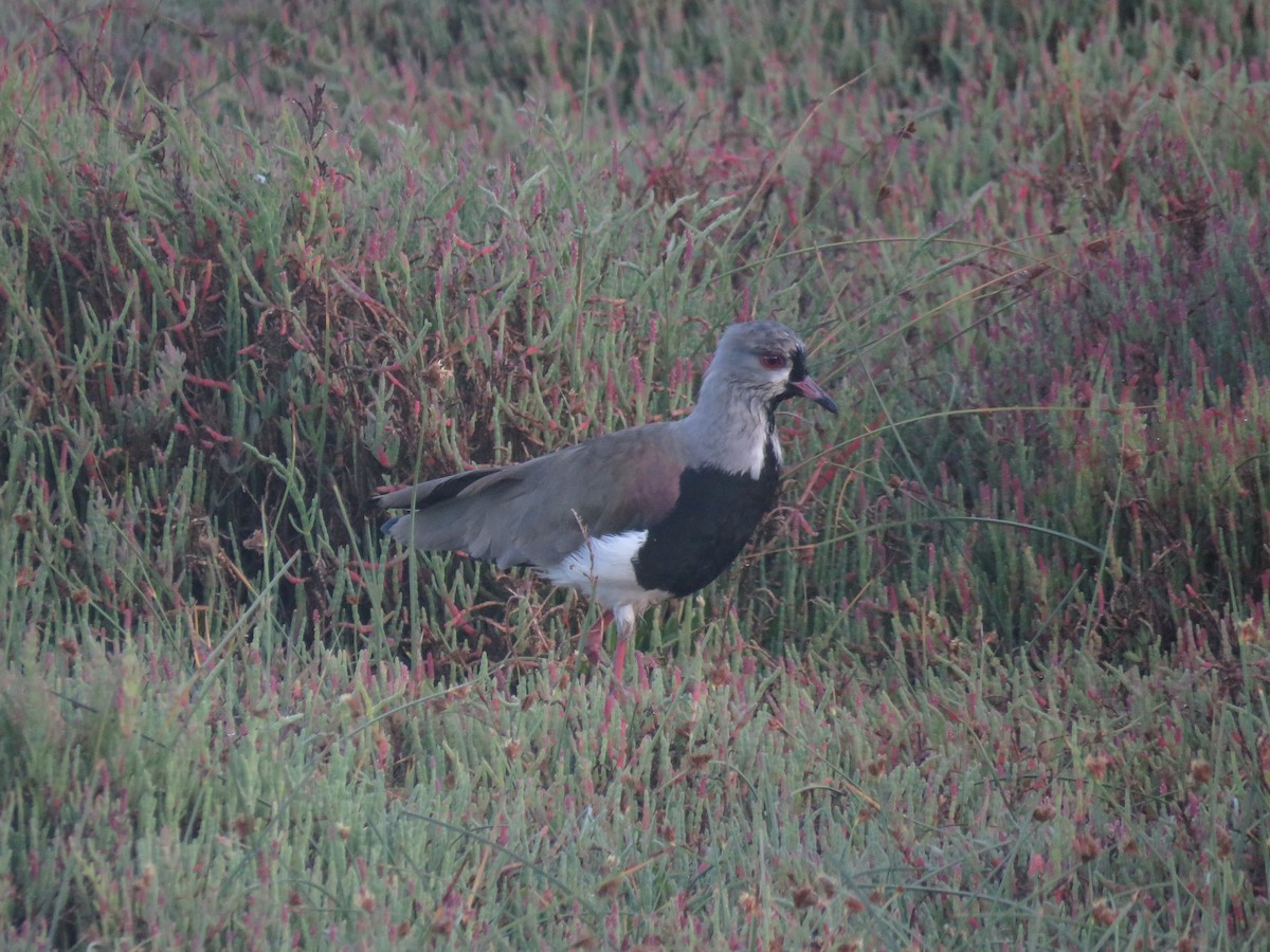 Southern Lapwing - ML647406285