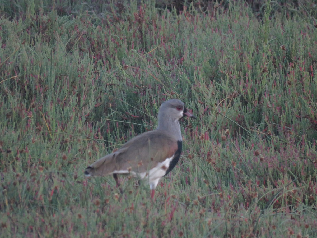 Southern Lapwing - ML647406287