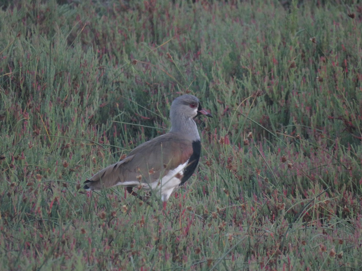 Southern Lapwing - ML647406288