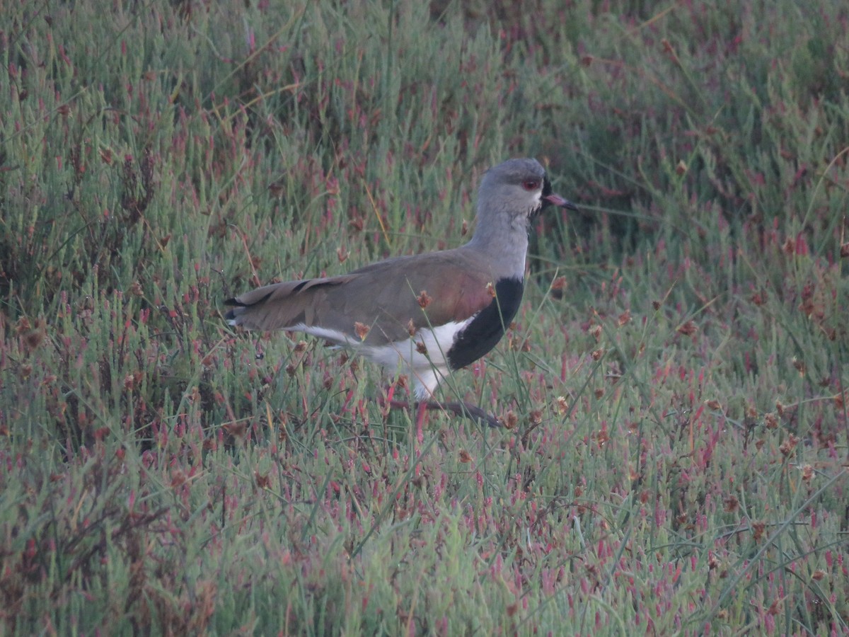 Southern Lapwing - ML647406289