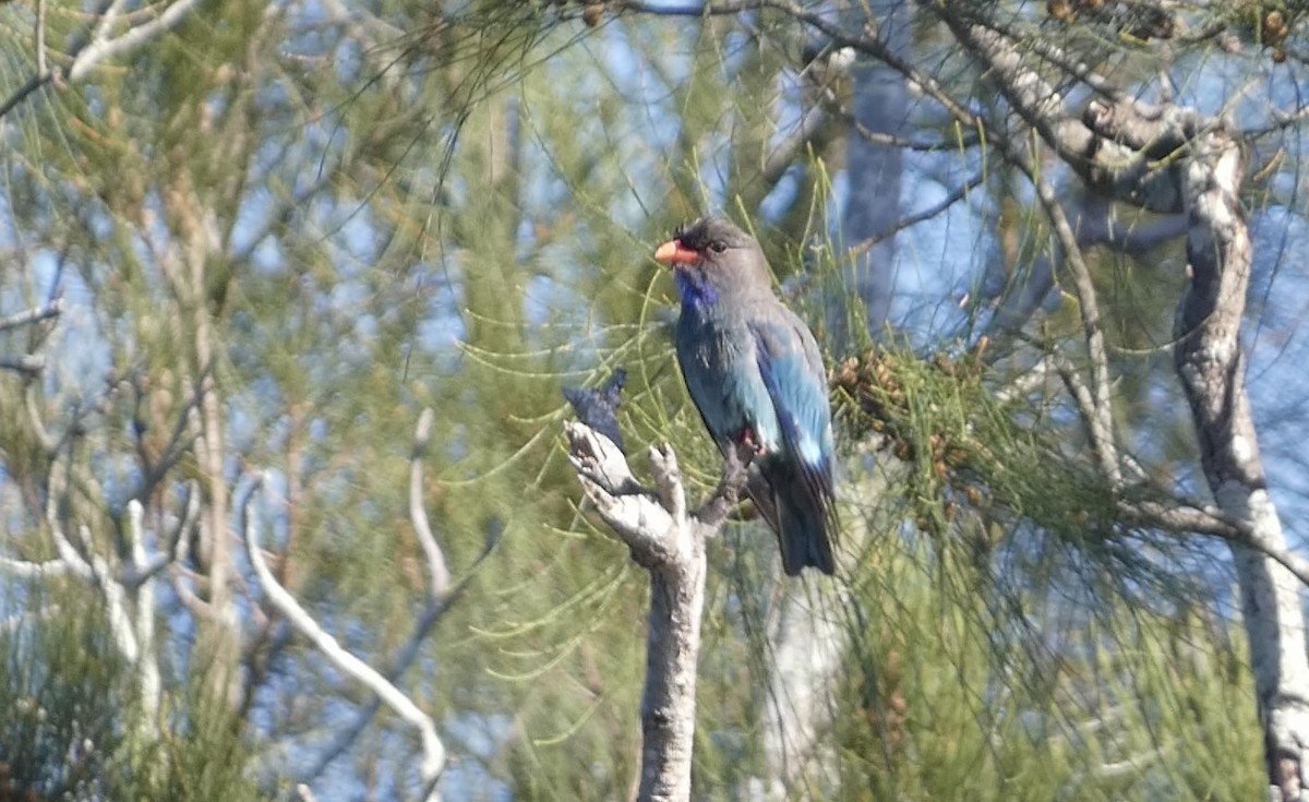 Dollarbird - ML647406296