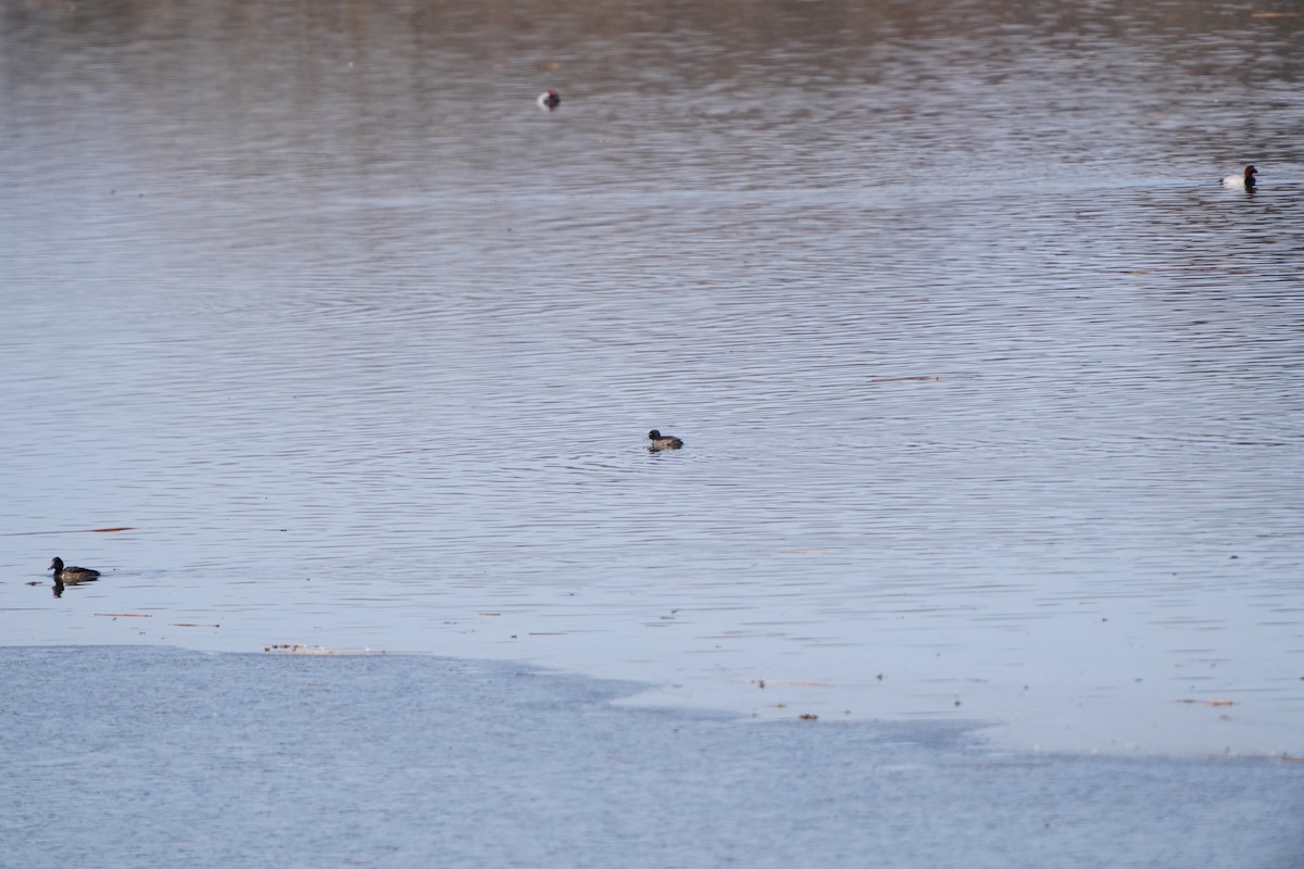 Tufted Duck - ML647406297