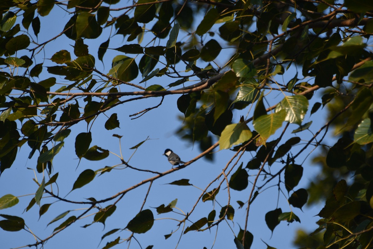 Asian Tit - ML647406298