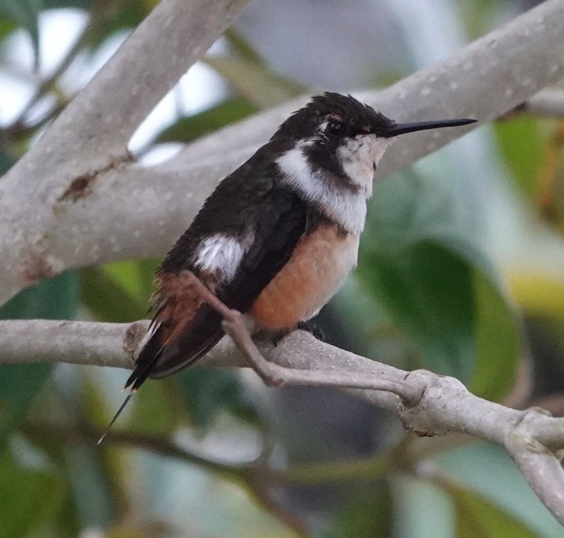 Purple-throated Woodstar - ML647406299
