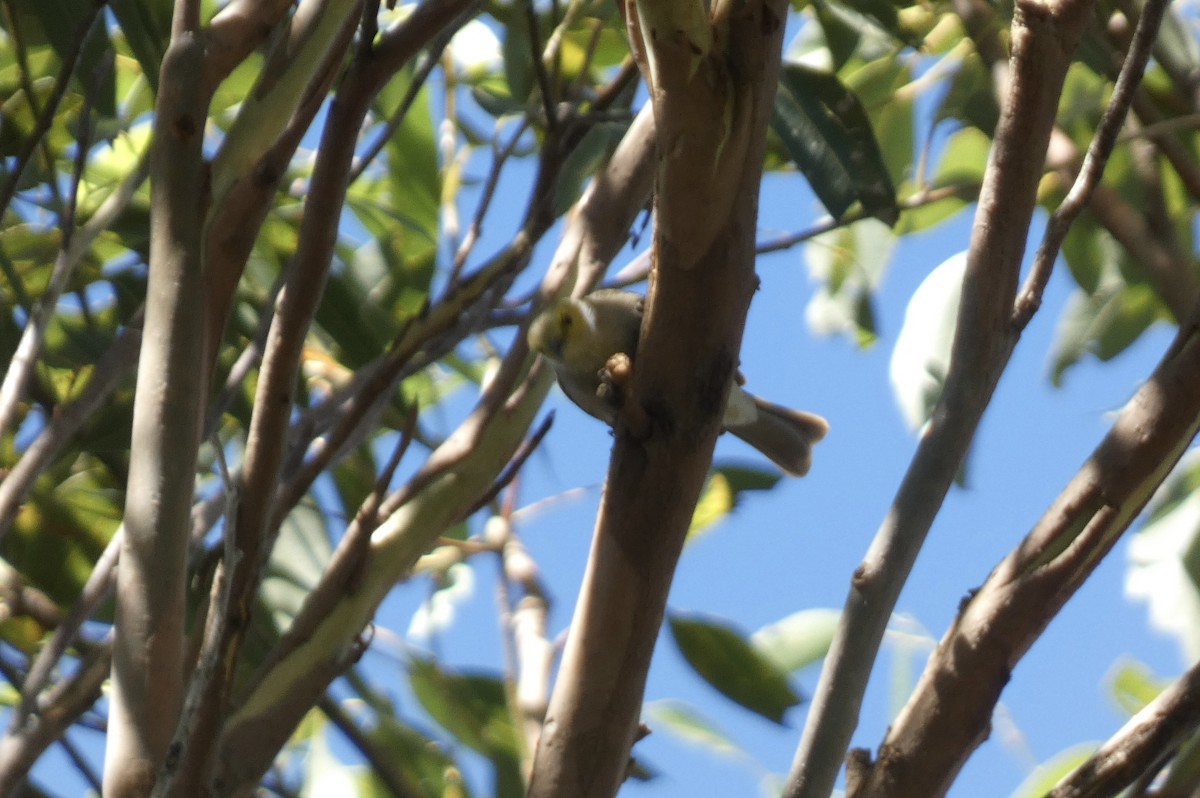 White-plumed Honeyeater - ML647406300