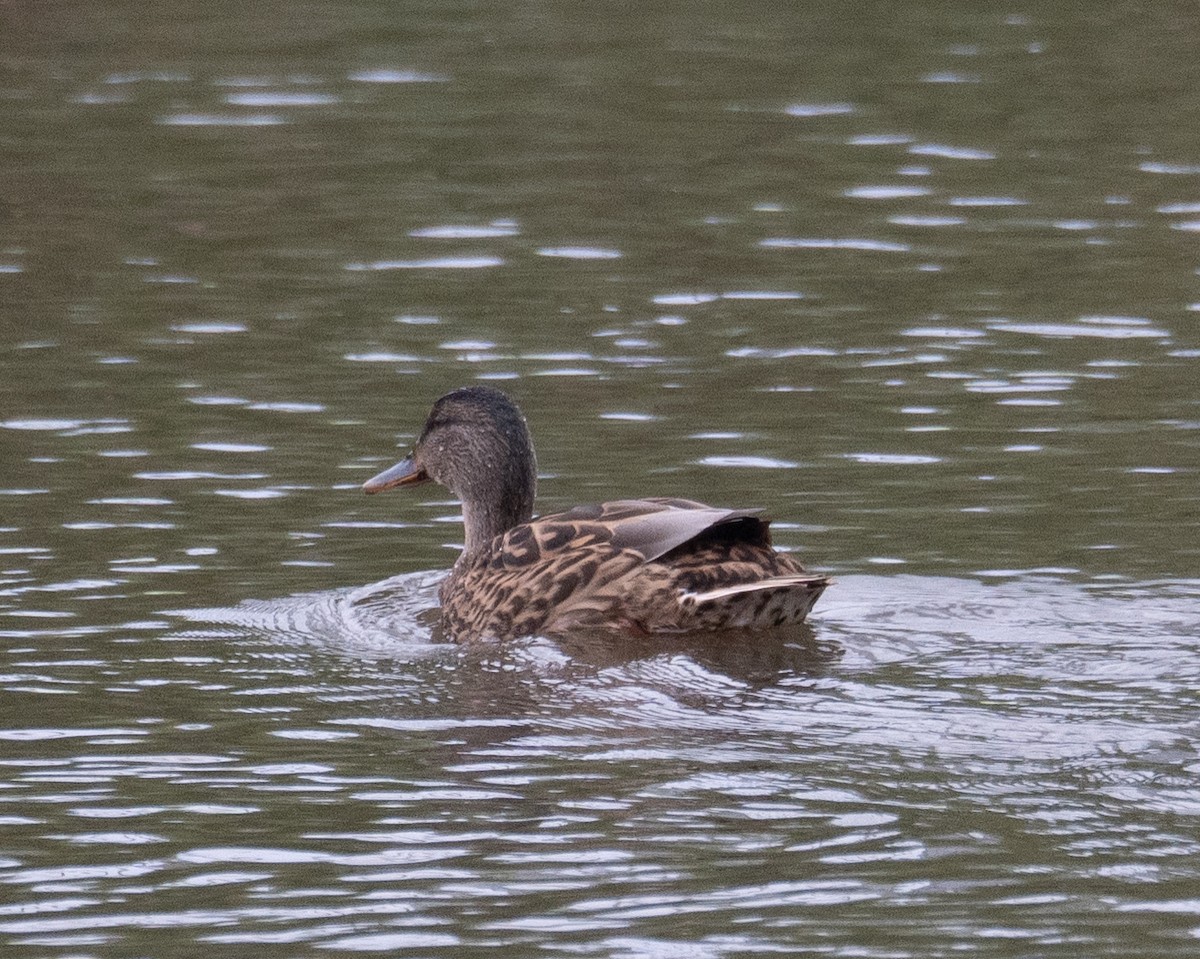 Mallard - ML647406301