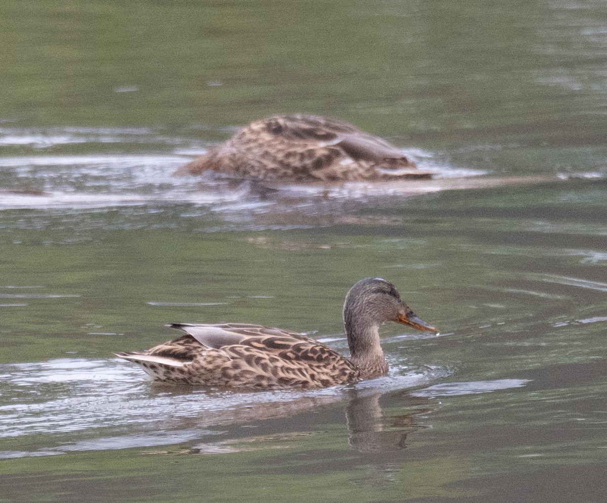 Mallard - ML647406302