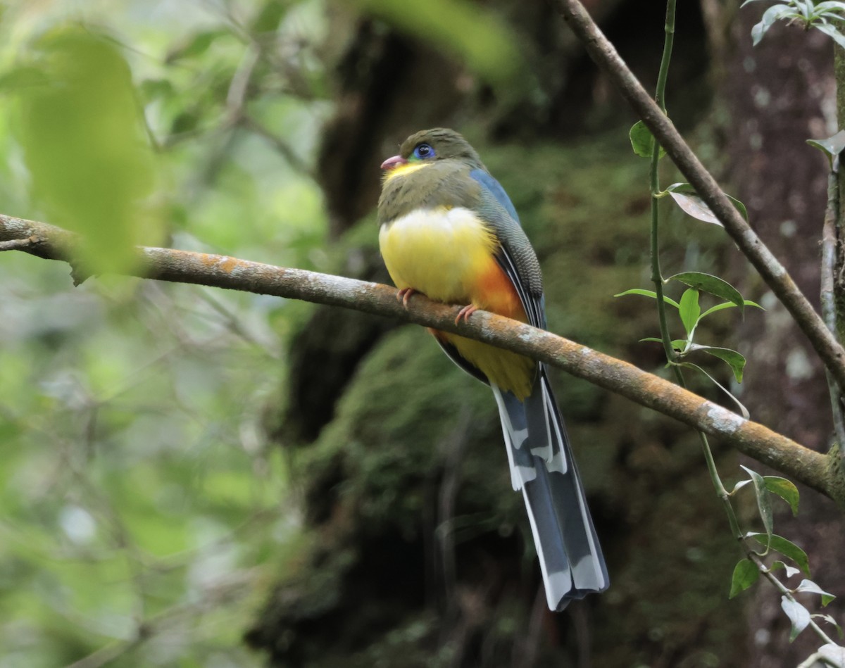 Javan Trogon - ML647406303