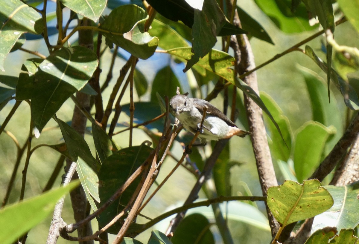 Mistletoebird - ML647406324