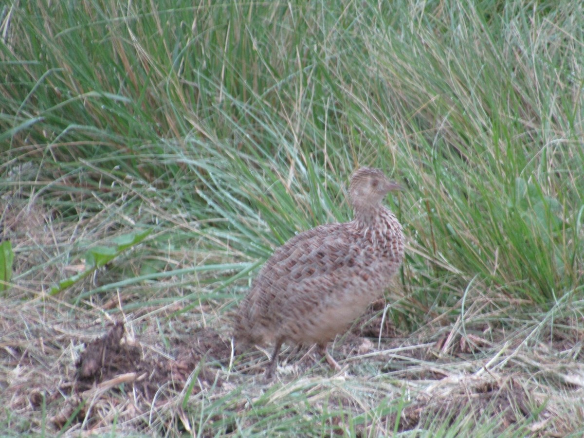 Darwin's Nothura - ML647406329