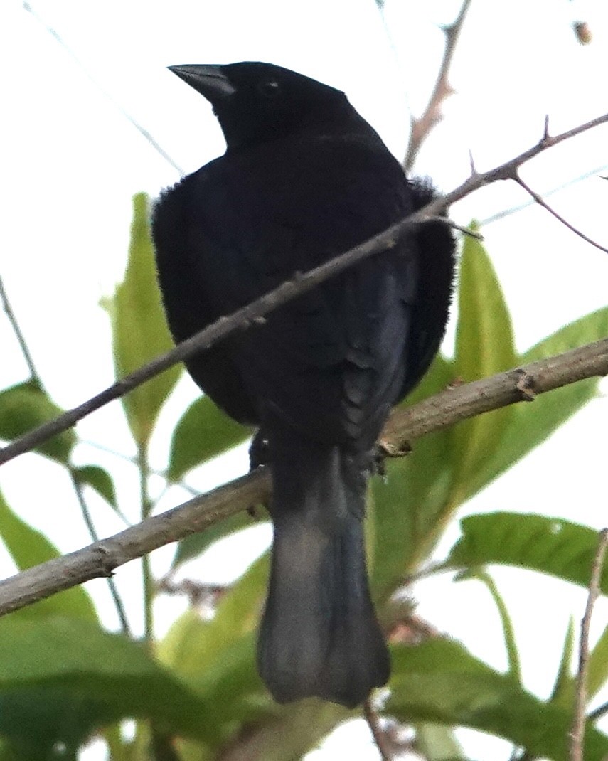 Shiny Cowbird - ML647406330