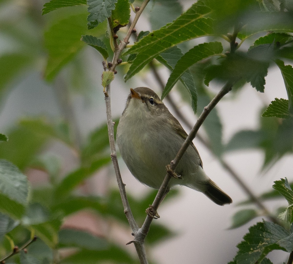 Two-barred Warbler - ML647406331
