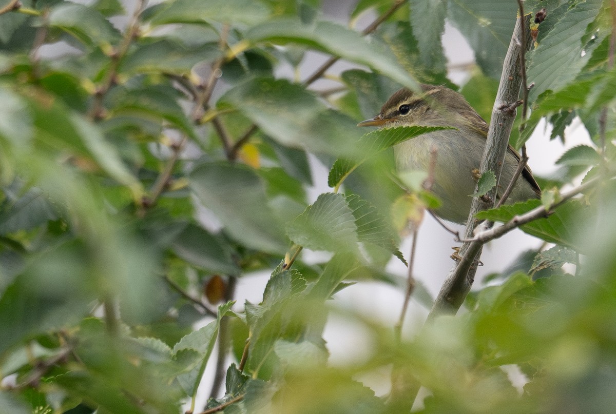 Two-barred Warbler - ML647406332
