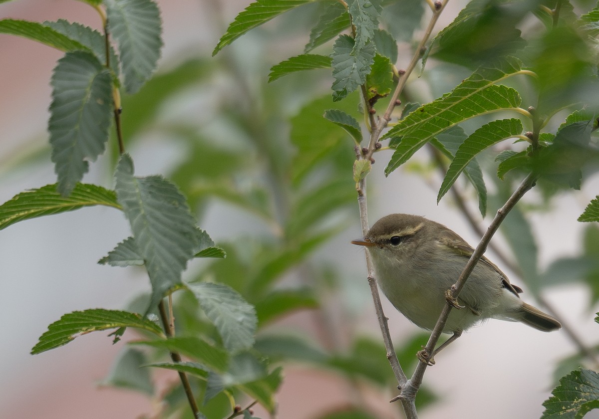 Two-barred Warbler - ML647406333