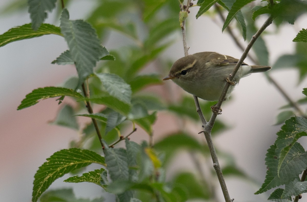 Two-barred Warbler - ML647406335