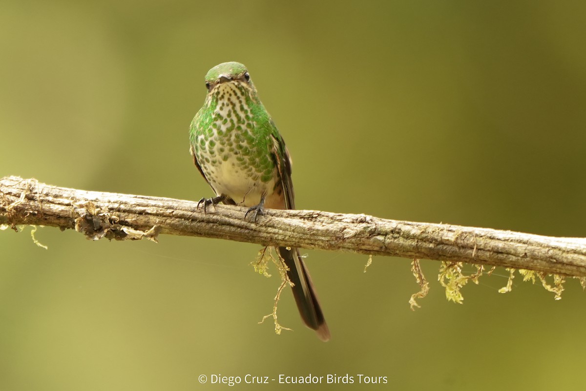 Green-tailed Trainbearer - ML647406339