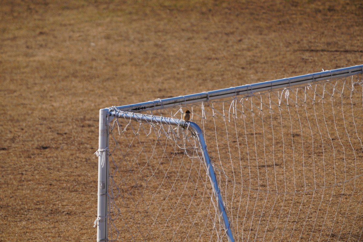 Сорокопуд японський - ML647406343