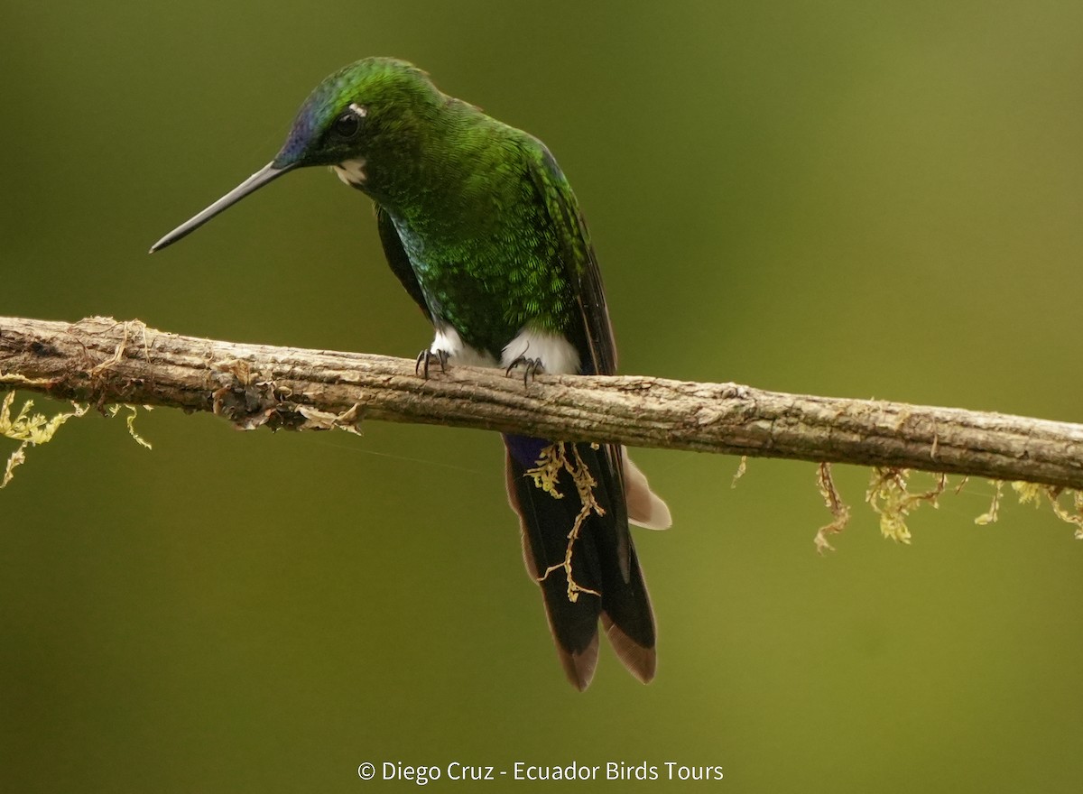 Sapphire-vented Puffleg - ML647406344