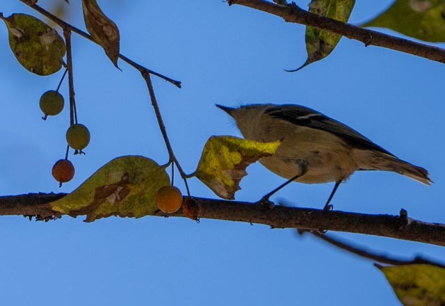 Nashville Warbler - ML647406345