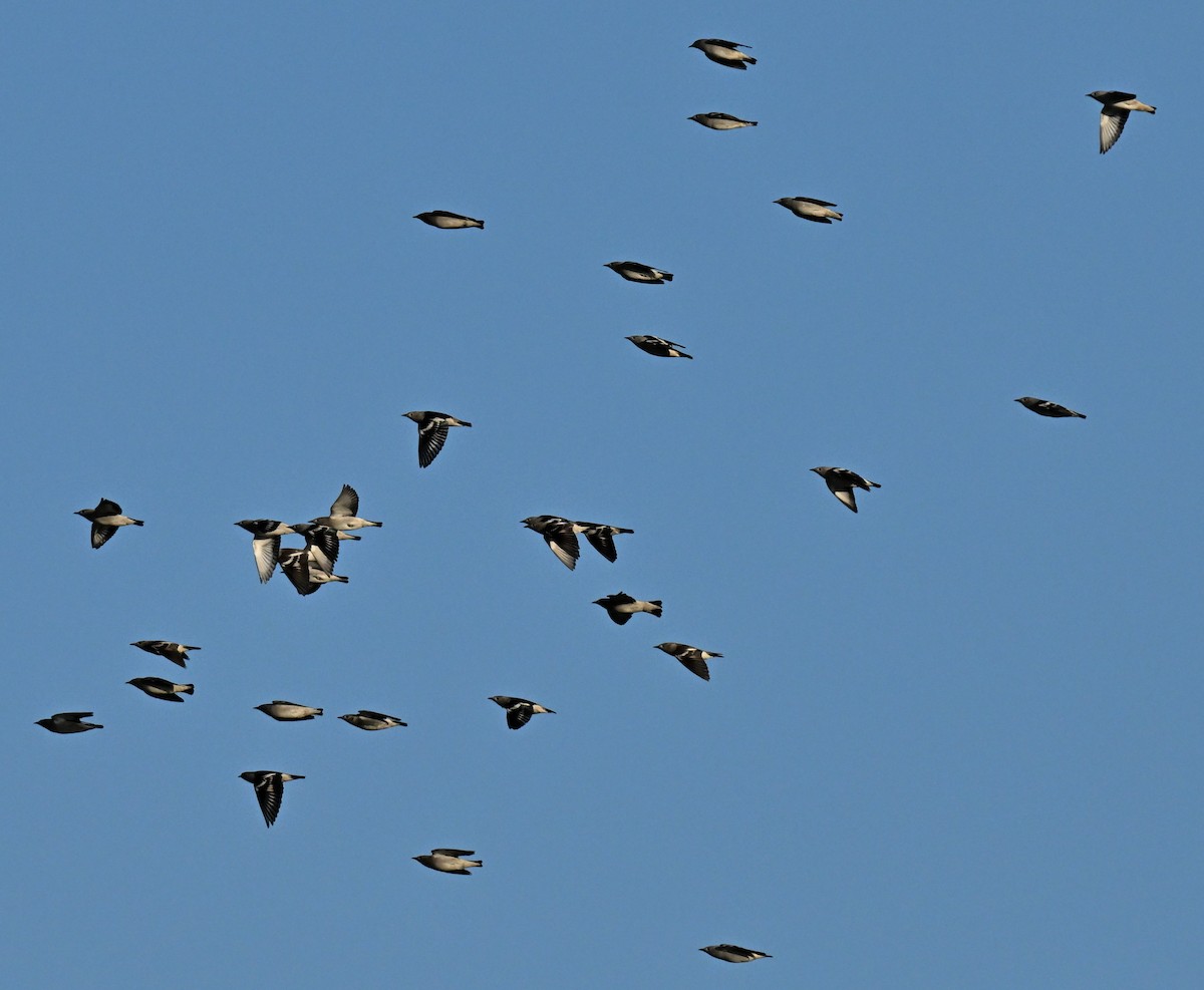 Daurian Starling - ML647406346