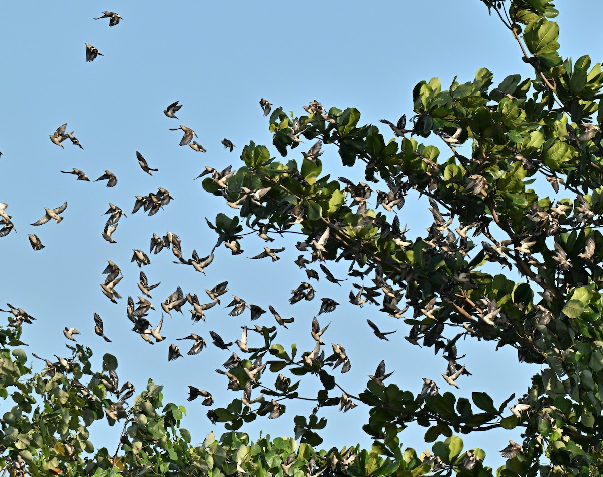 Daurian Starling - ML647406347