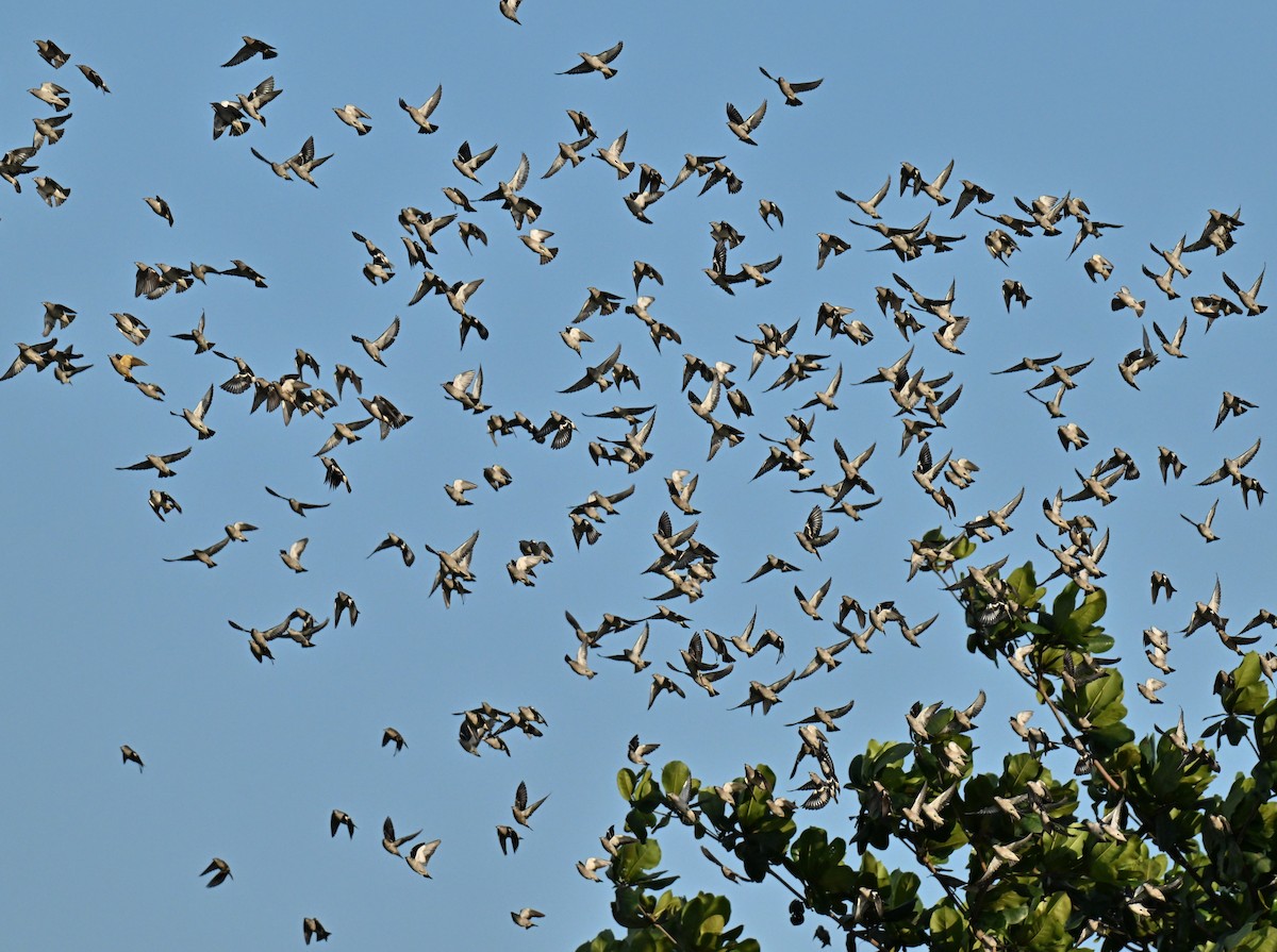 Daurian Starling - ML647406348