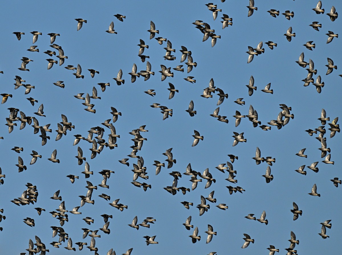 Daurian Starling - ML647406349