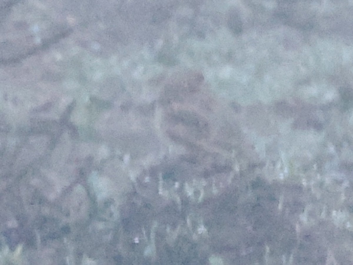 Turkestan Short-toed Lark - ML647406350