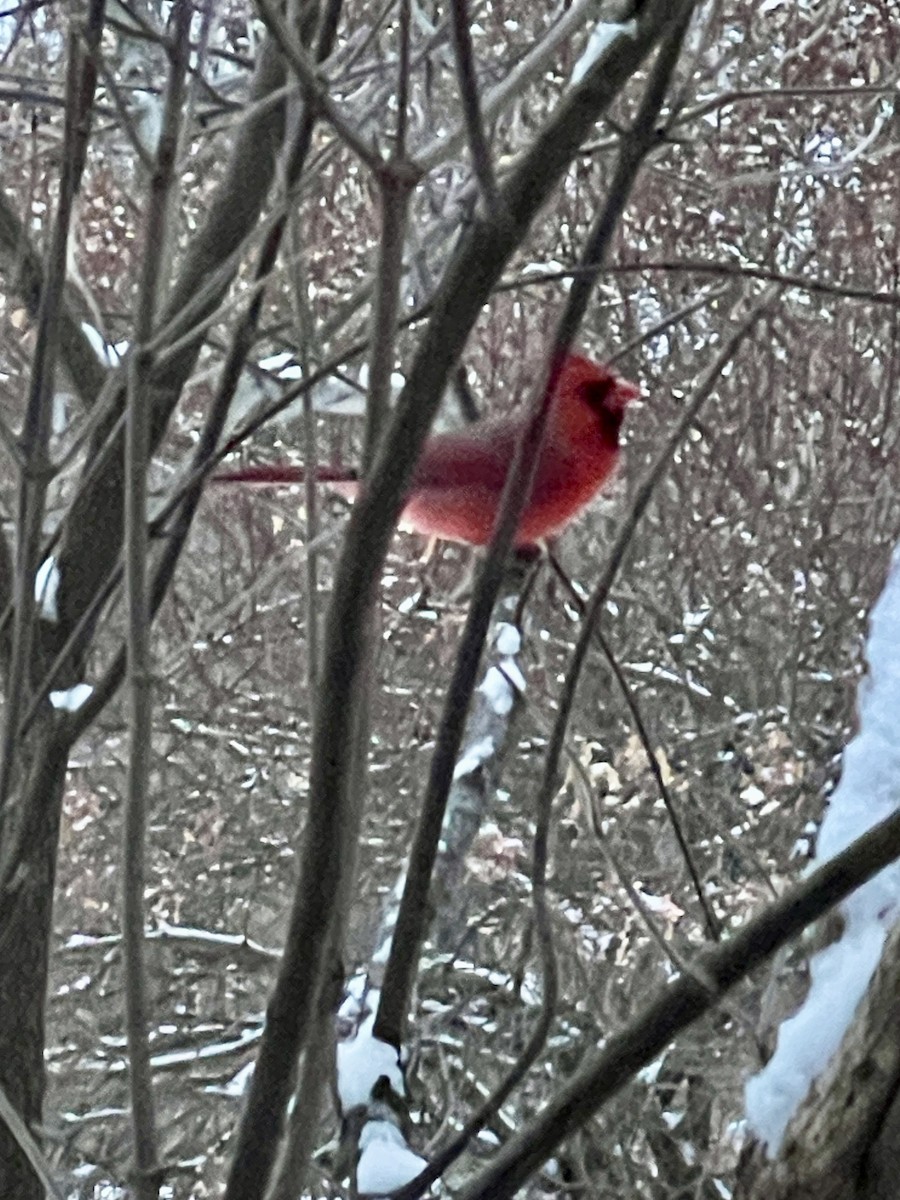 Northern Cardinal - ML647406351