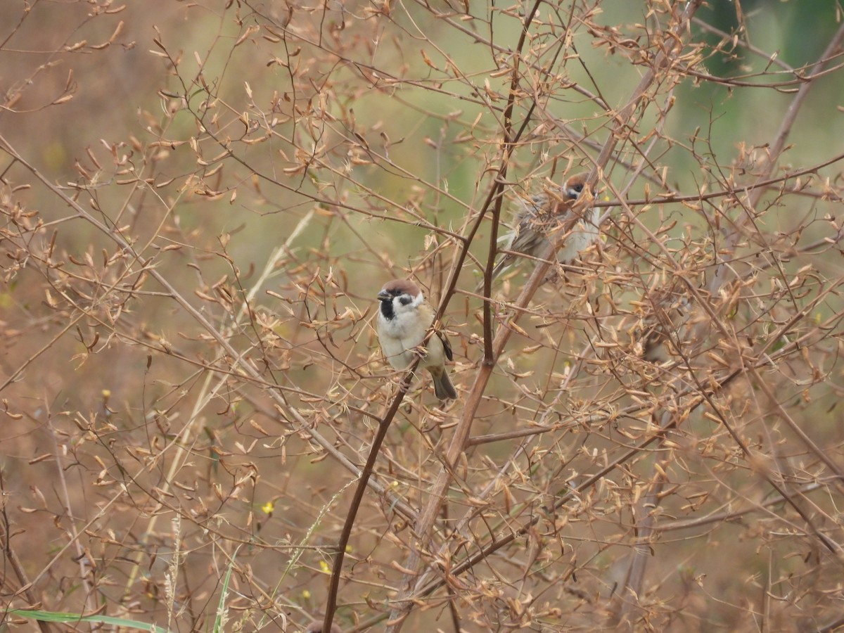 Gorrión Molinero - ML647406353