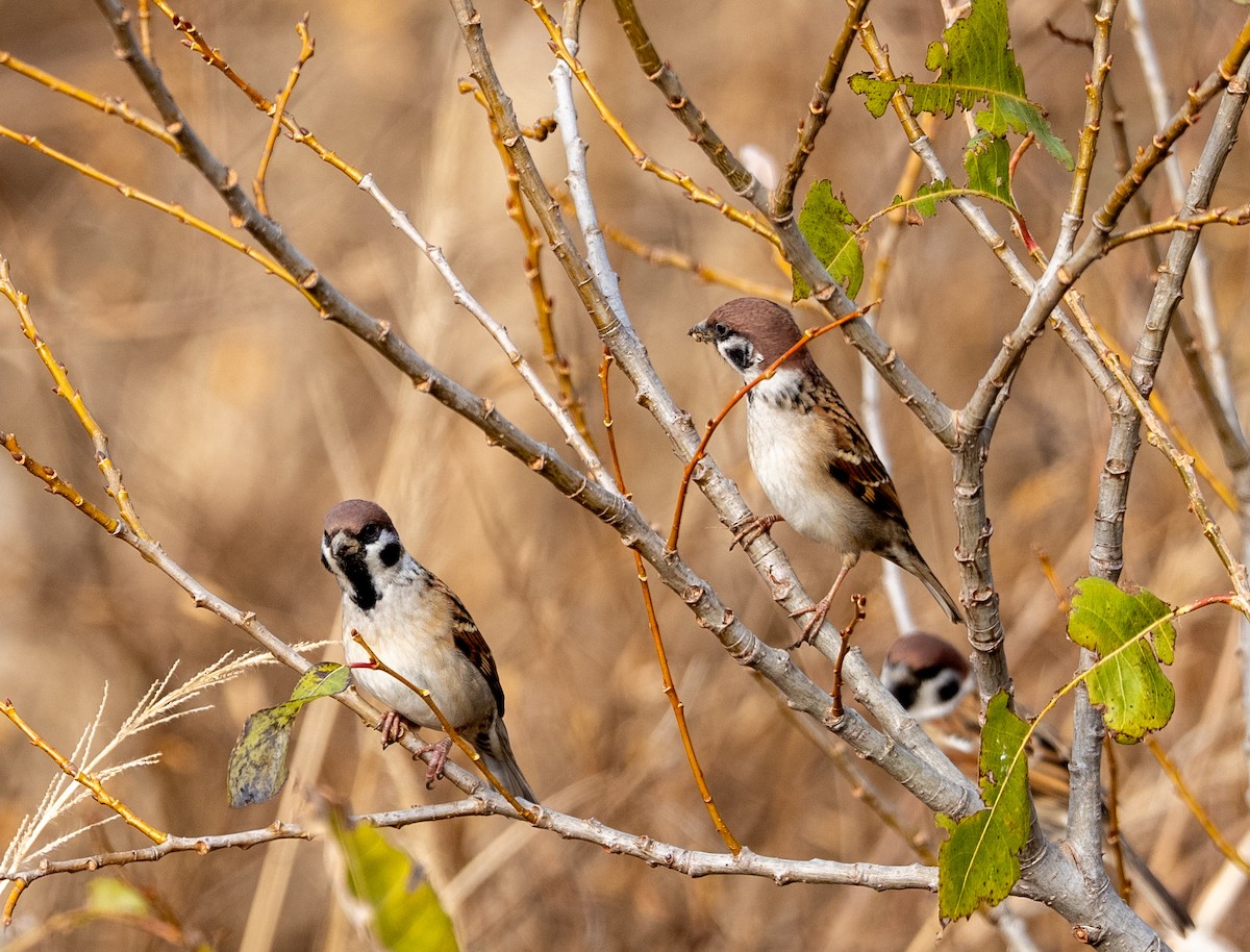Горобець польовий - ML647406354