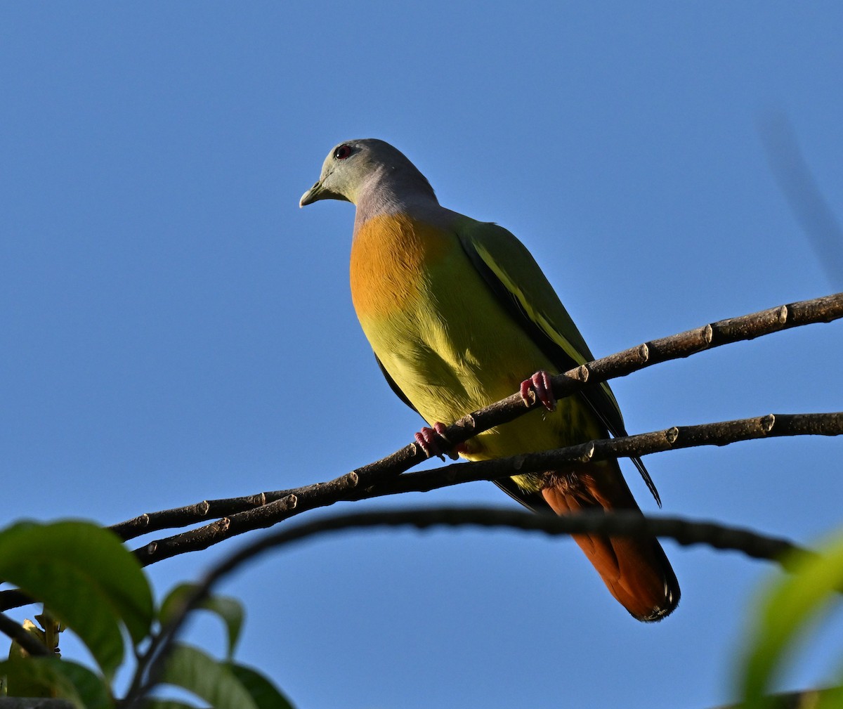 Pink-necked Green-Pigeon - ML647406366