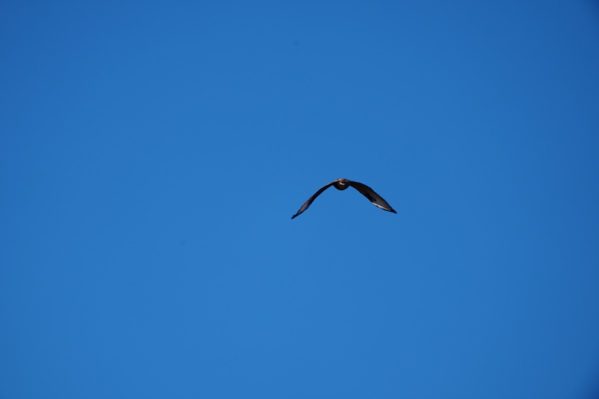 Канюк східний - ML647406373