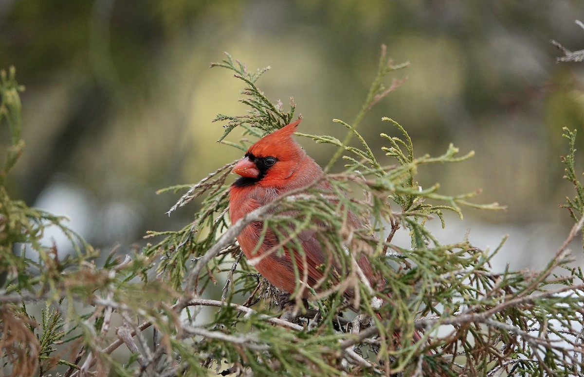 rødkardinal - ML647406374