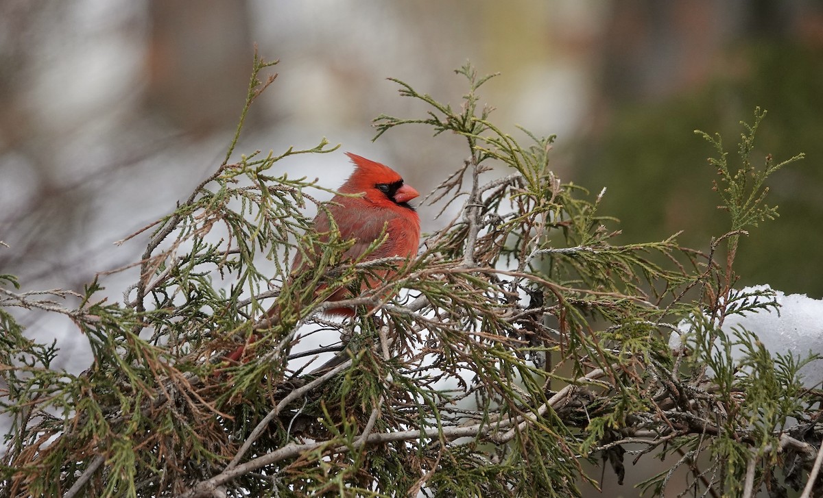 rødkardinal - ML647406375