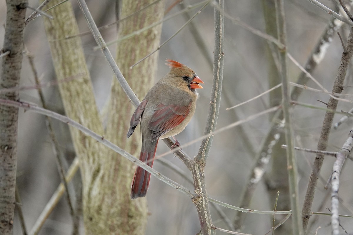 rødkardinal - ML647406376