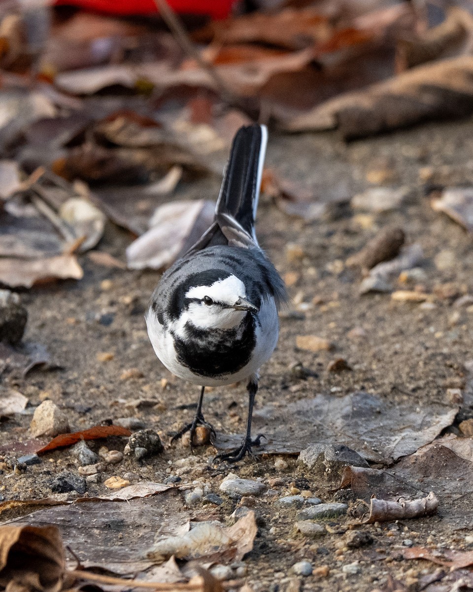 Плиска біла - ML647406382