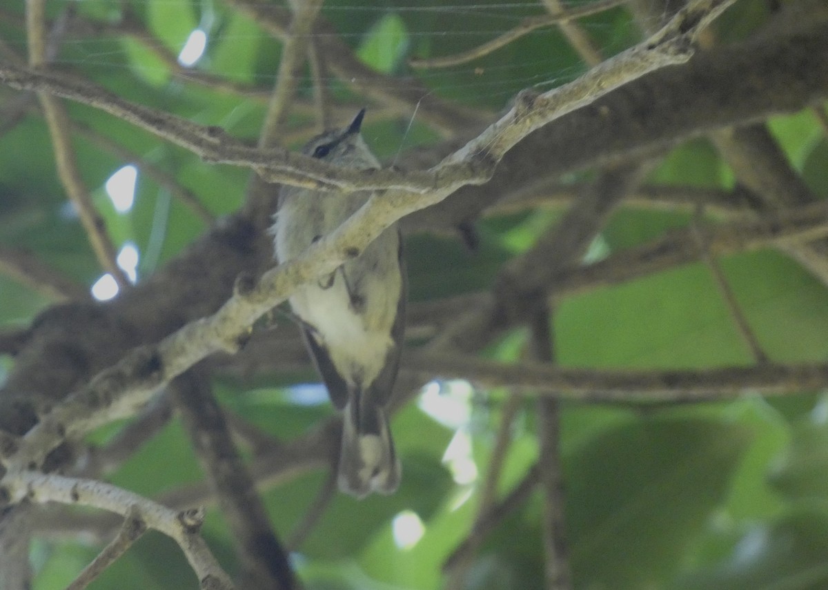 Brown Gerygone - ML647406387