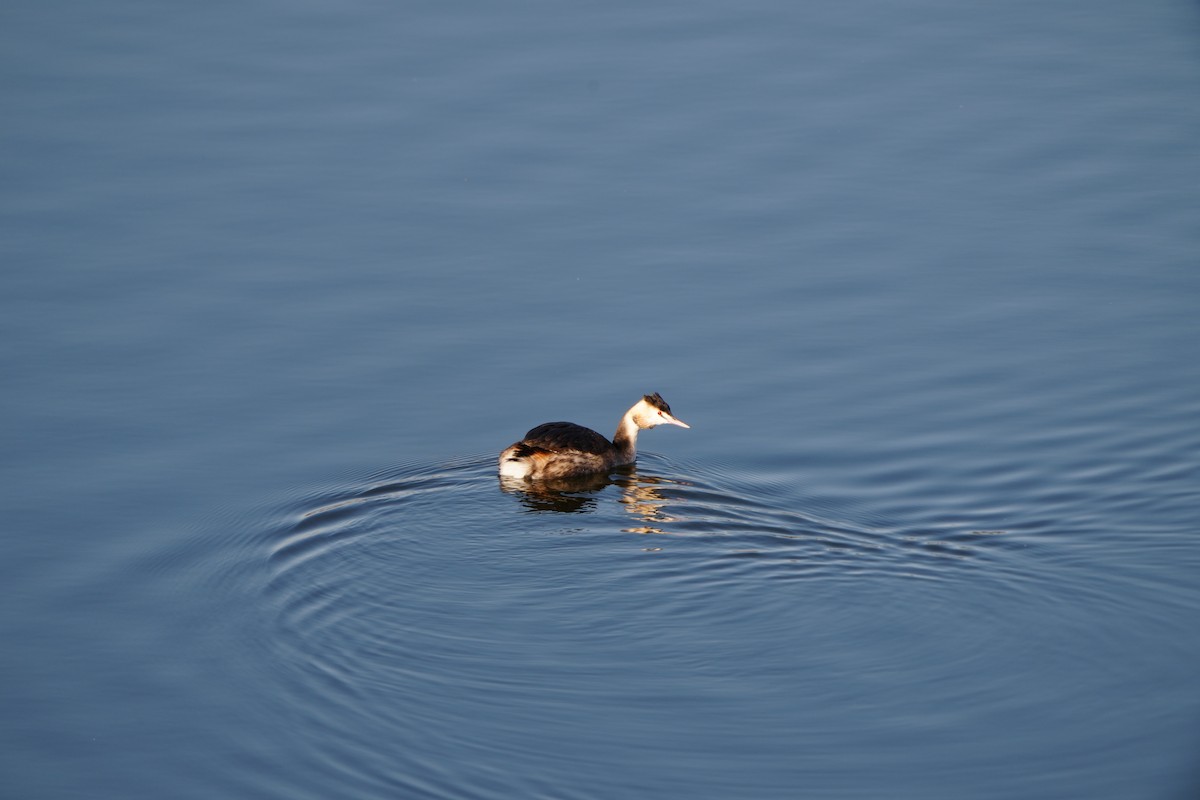 Пірникоза велика - ML647406388