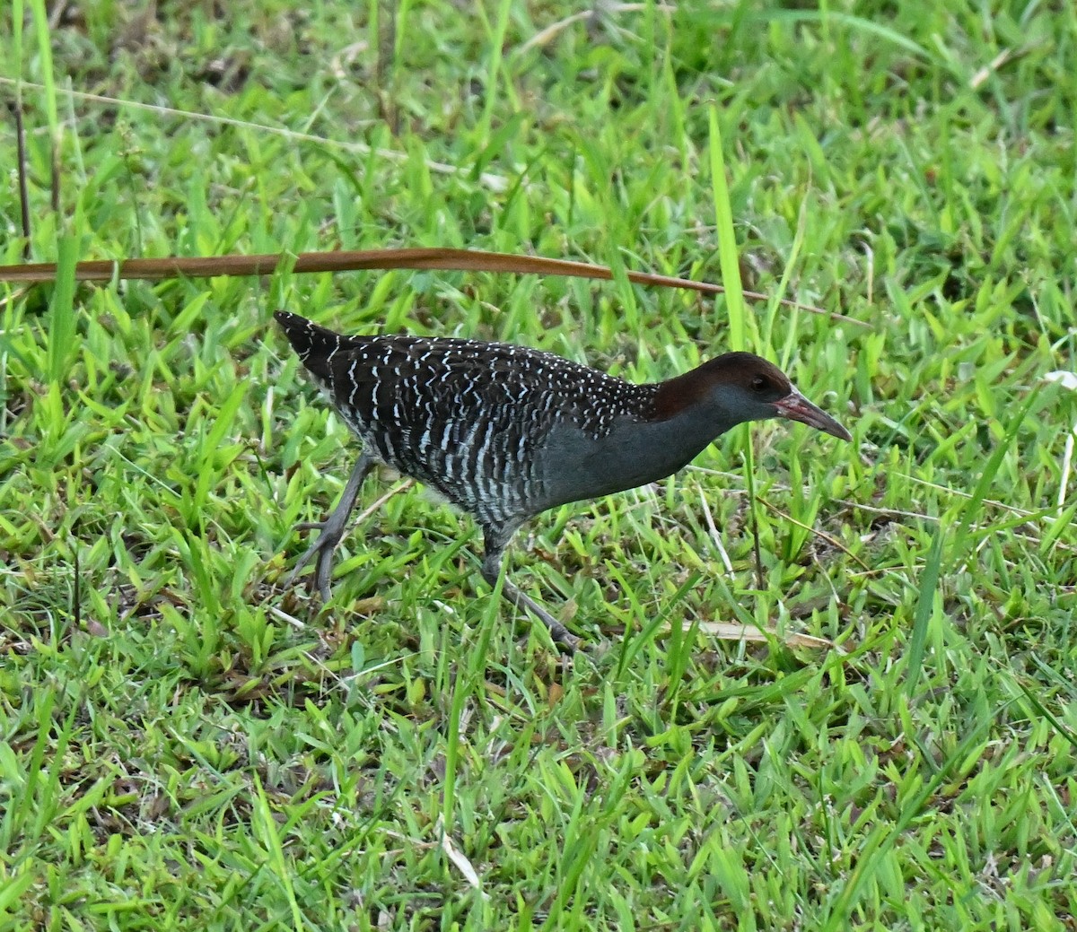 Slaty-breasted Rail - ML647406389