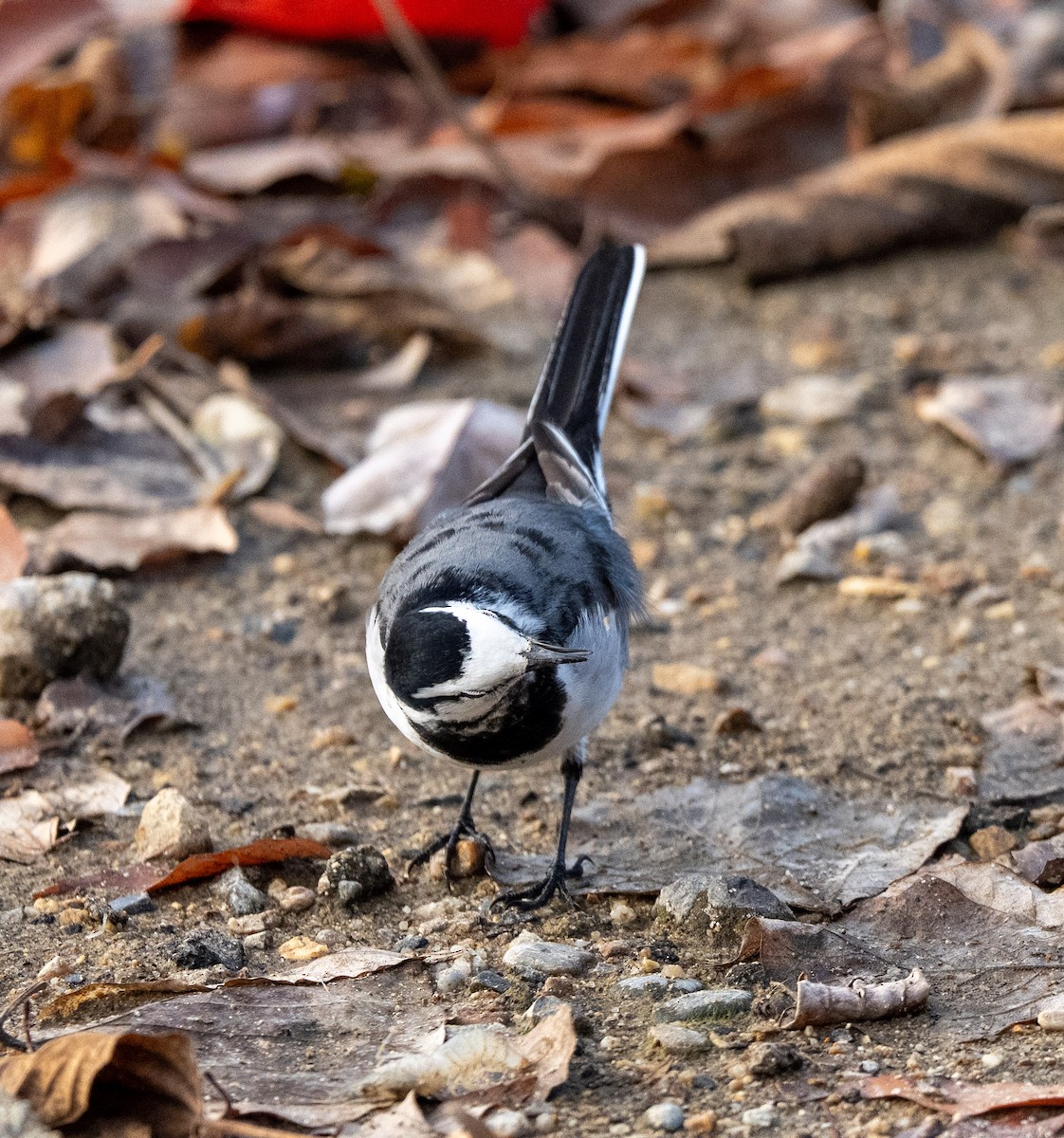 Плиска біла - ML647406398