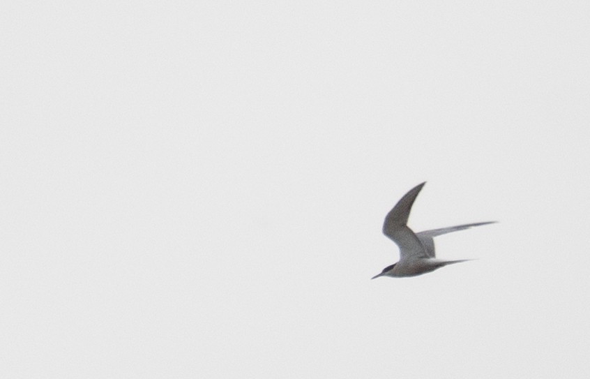 Common Tern - ML647406400
