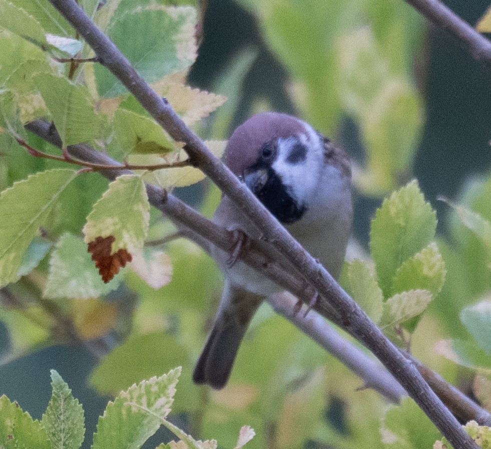 Gorrión Molinero - ML647406411