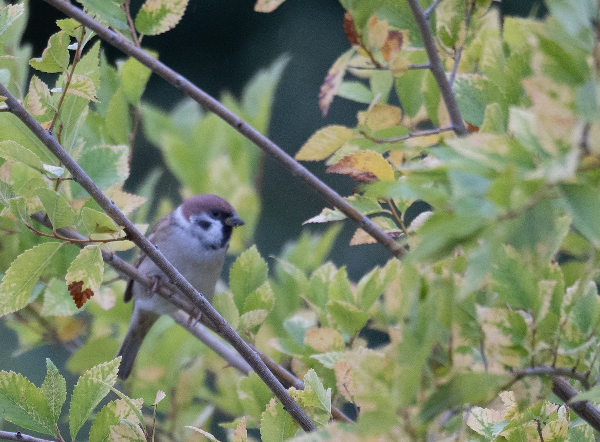 Gorrión Molinero - ML647406412