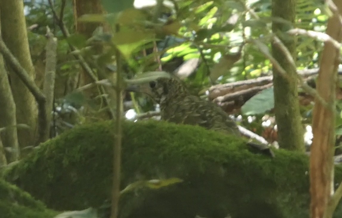 Sedefli Ardıç - ML647406446