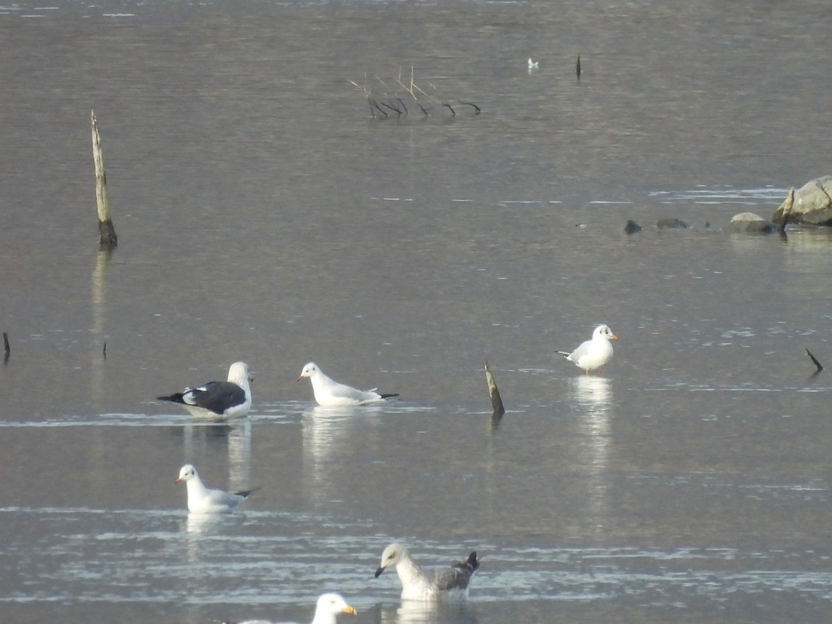 Kaio iluna - ML647406451